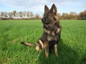 Darko 09-11-2014 029